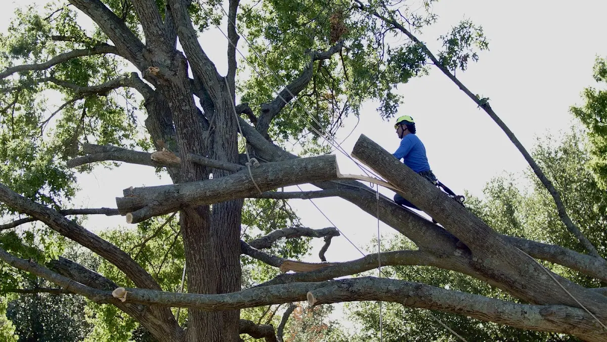 Professional Hazardous Tree Removal performed by certified arborists in Hudsonville