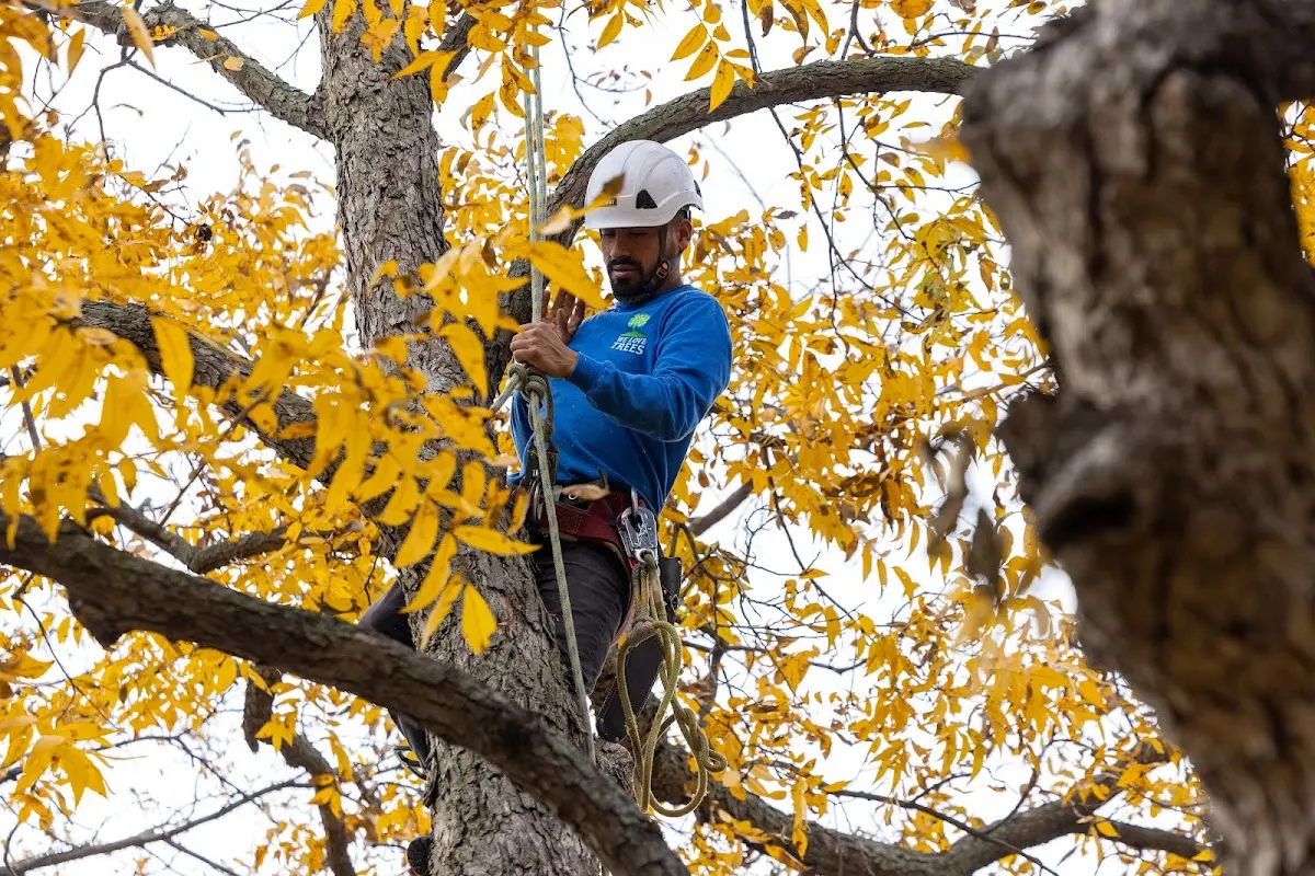 Skilled Tree Transplanting crew working in Hudsonville